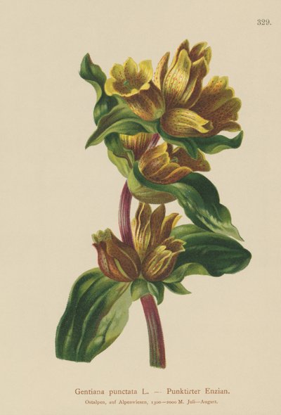 Gentiane ponctuée (Gentiana punctata) - German School