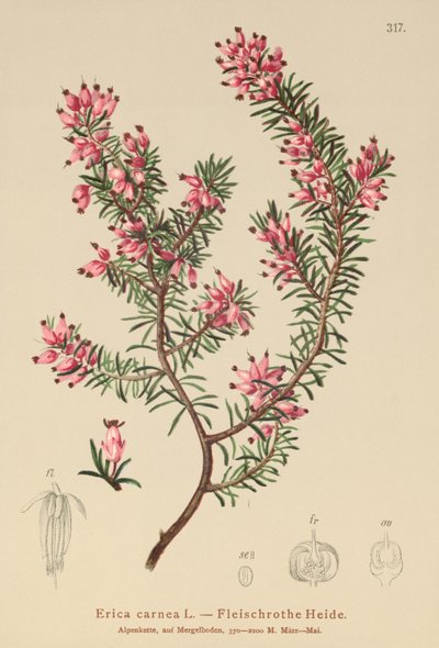 Bruyère printanière (Erica carnea) - German School