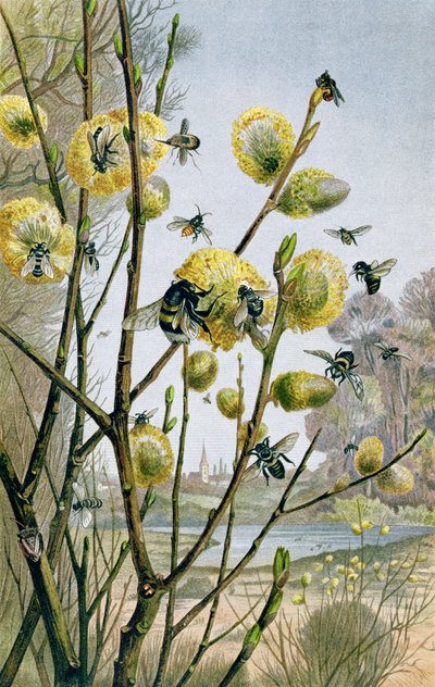 Printemps dans le monde des insectes, planche de Brehms Tierleben: Allgemeine Kunde des Tierreichs, vol.9, p.216, publié par Bibliographisches Institut, 1892 - German School