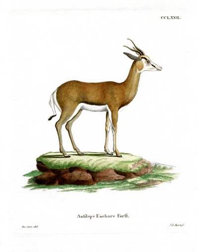 Springbok - German School