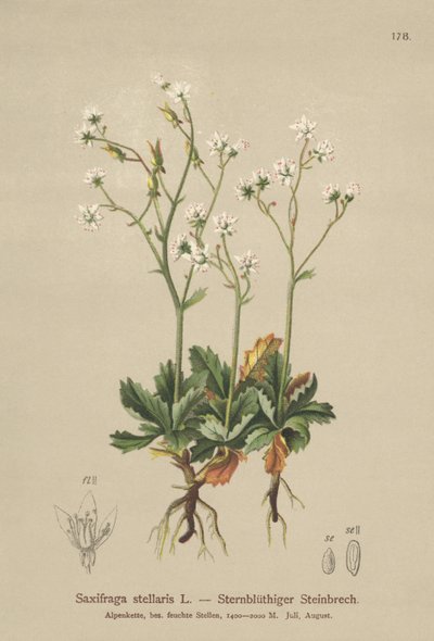 Saxifrage étoilée (Saxifraga stellaris) - German School