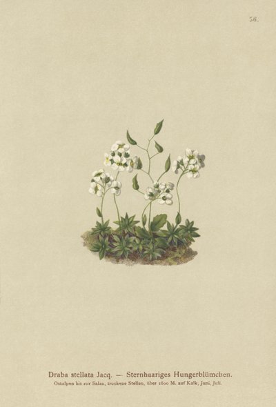 Drave étoilée (Draba stellata) - German School