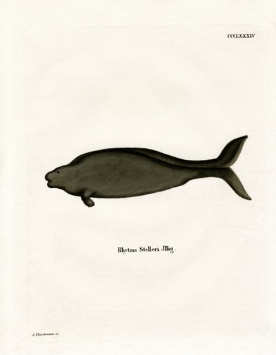 Vache marine de Steller - German School