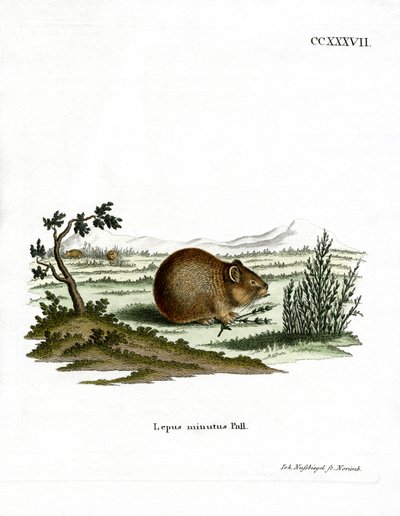 Pika des steppes - German School
