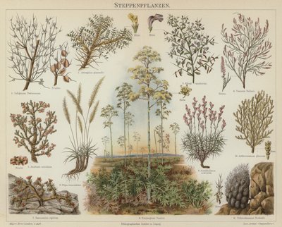 Plantes de la steppe - German School