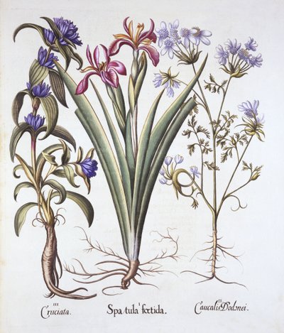 Stinking Iris, Orlaya et Crosswort Gentian, de Hortus Eystettensis, par Basil Besler, pub. 1613 - German School