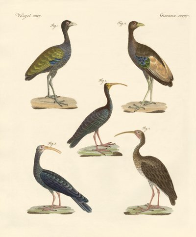 Étranges oiseaux brésiliens - German School