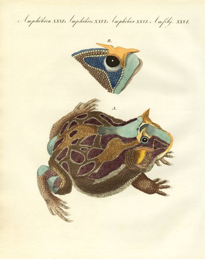 Amphibiens étranges - German School
