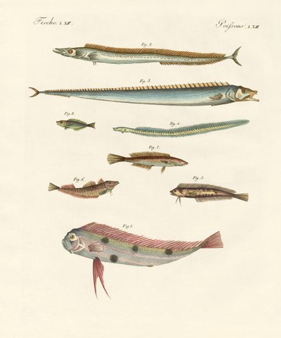 Poissons étranges et magnifiques - German School