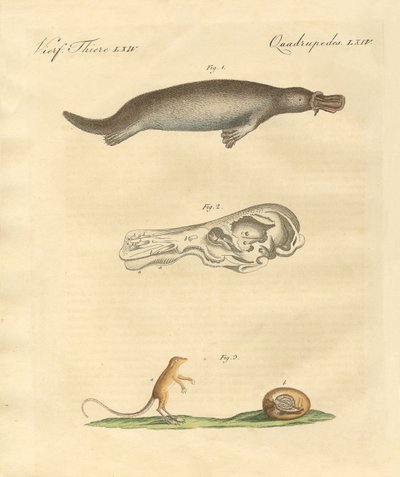 Animaux étranges - German School