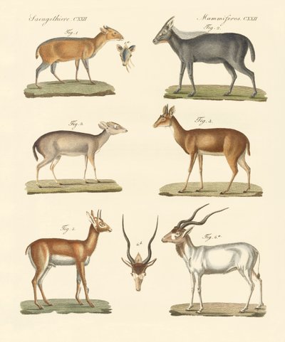 Étranges antilopes - German School