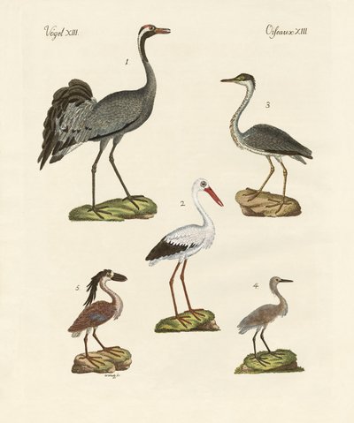 Oiseaux de plage étranges - German School