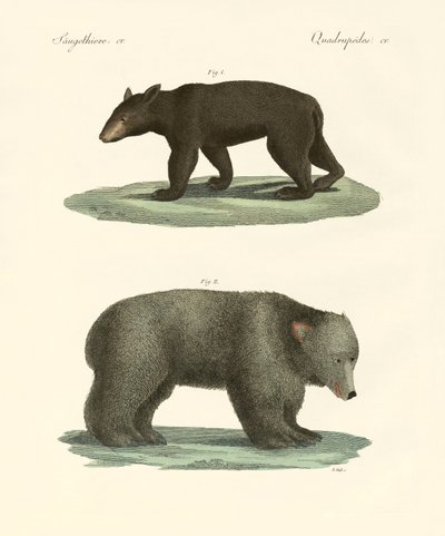 Étranges ours - German School