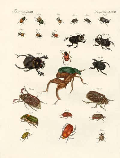Étranges coléoptères (gravure en couleur) - German School
