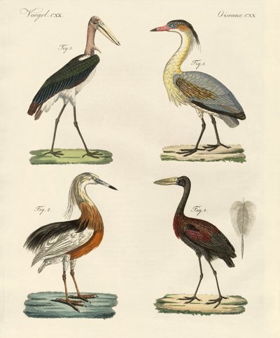 Oiseaux étranges - German School