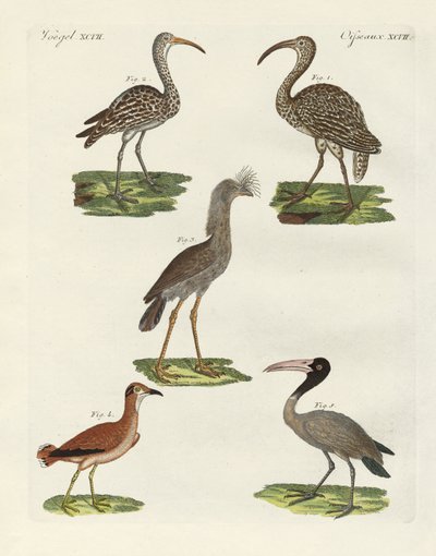 Oiseaux étranges - German School