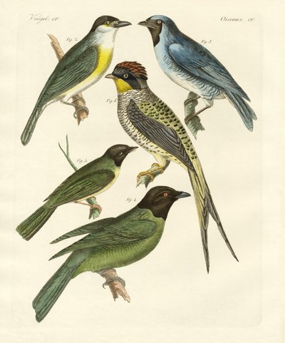 Oiseaux étranges - German School
