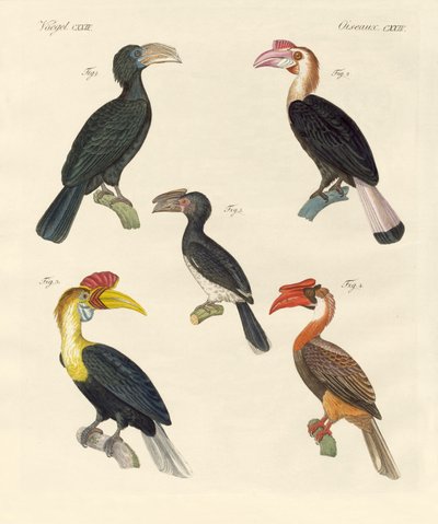 Oiseaux étranges - German School