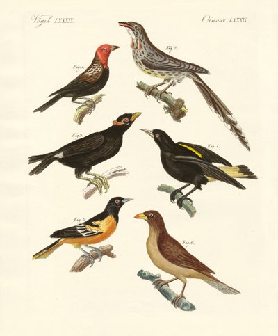 Oiseaux étranges - German School