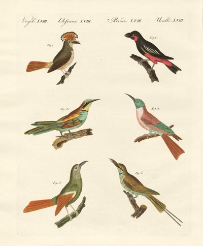 Oiseaux étranges - German School