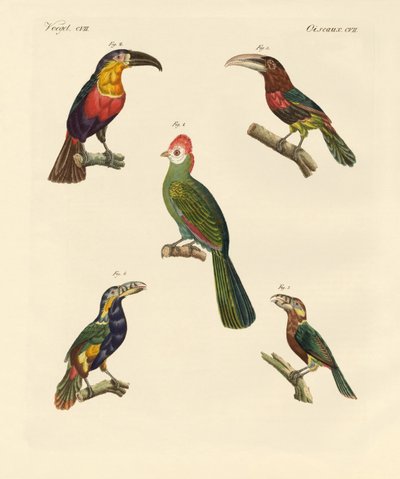 Étranges oiseaux grimpeurs - German School