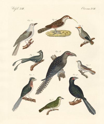Étranges oiseaux grimpeurs (gravure en couleur) - German School