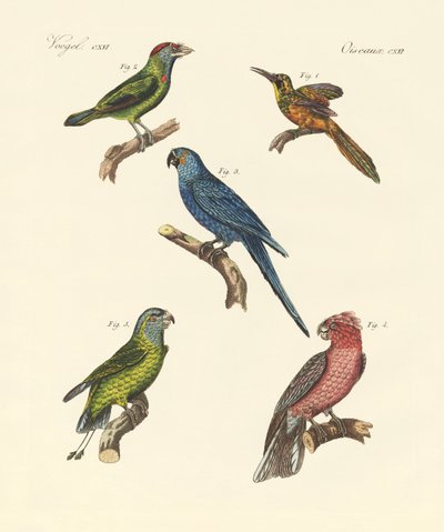 Oiseaux grimpeurs étranges - German School