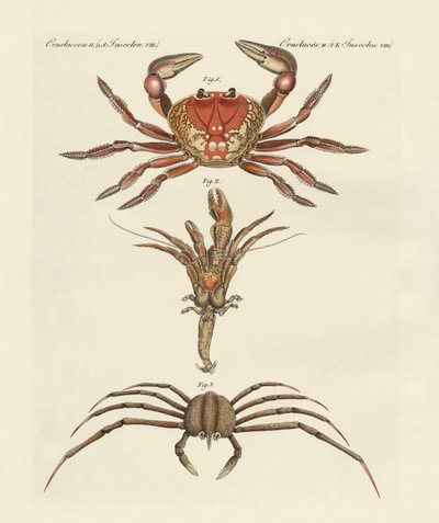 Crabes étranges - German School