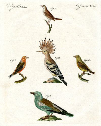 Oiseaux domestiques étranges - German School