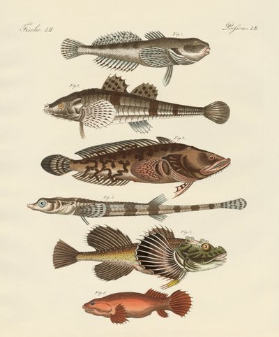 Étranges poissons - German School
