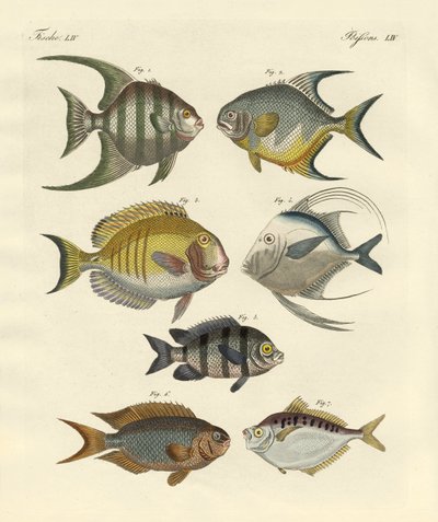 Étranges poissons - German School