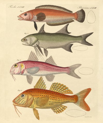 Poissons étranges - German School