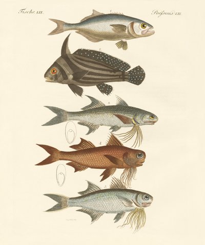 Poisson étrange - German School
