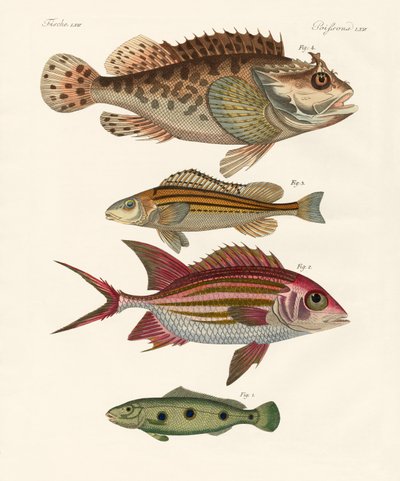 Poissons étranges - German School