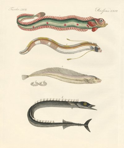 Poissons étranges - German School