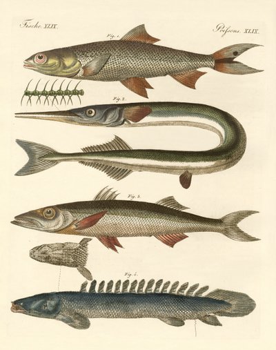 Poissons étranges - German School