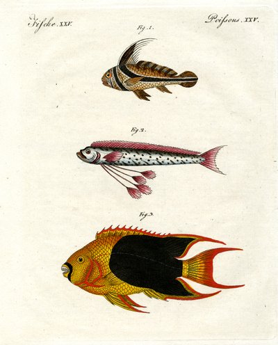Poissons étranges - German School