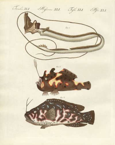 Poisson étrange - German School