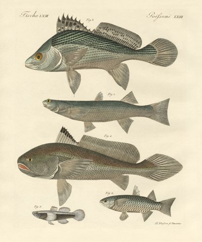 Poissons étranges du Gange - German School