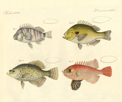 Poisson étrange de la famille du bar - German School