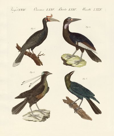 Oiseaux étrangers étranges - German School