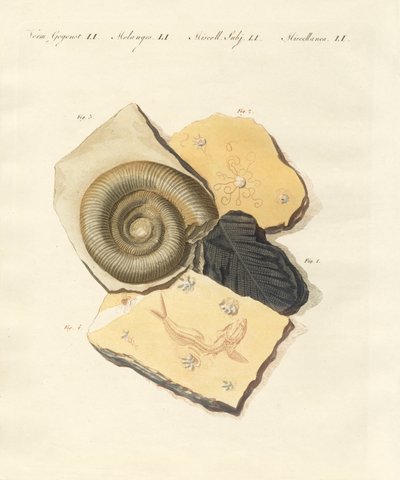 Fossilisations étranges - German School