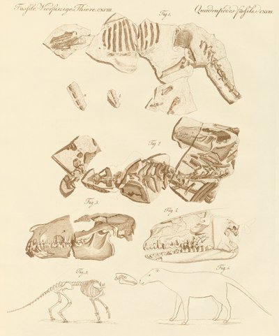 Étranges fossiles d