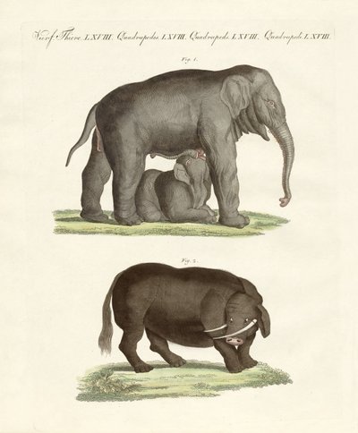 Animaux quadrupèdes étranges - German School