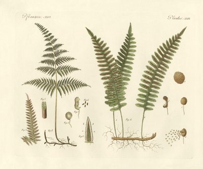 Herbes étranges - German School