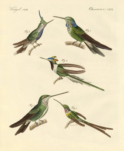 Colibris étranges - German School