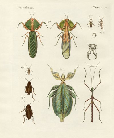 Étranges insectes - German School