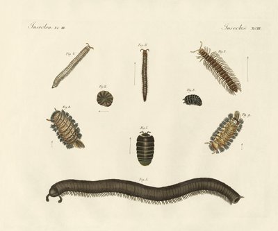 Insectes étranges - German School