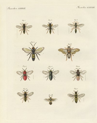 Insectes étranges - German School