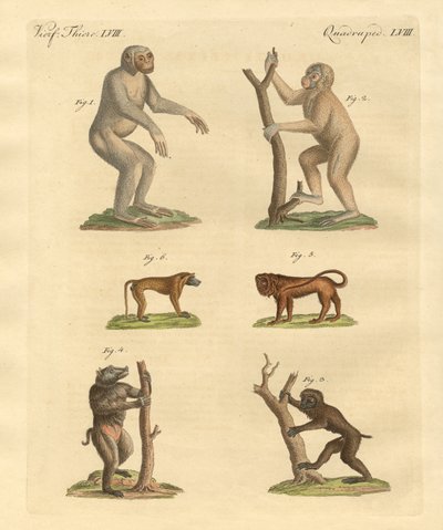 Sortes étranges de singes - German School